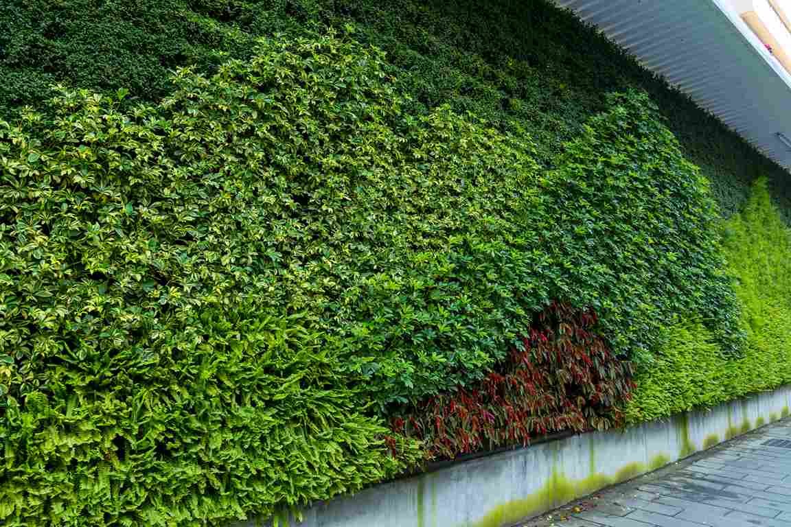 Moss Wall Dubai