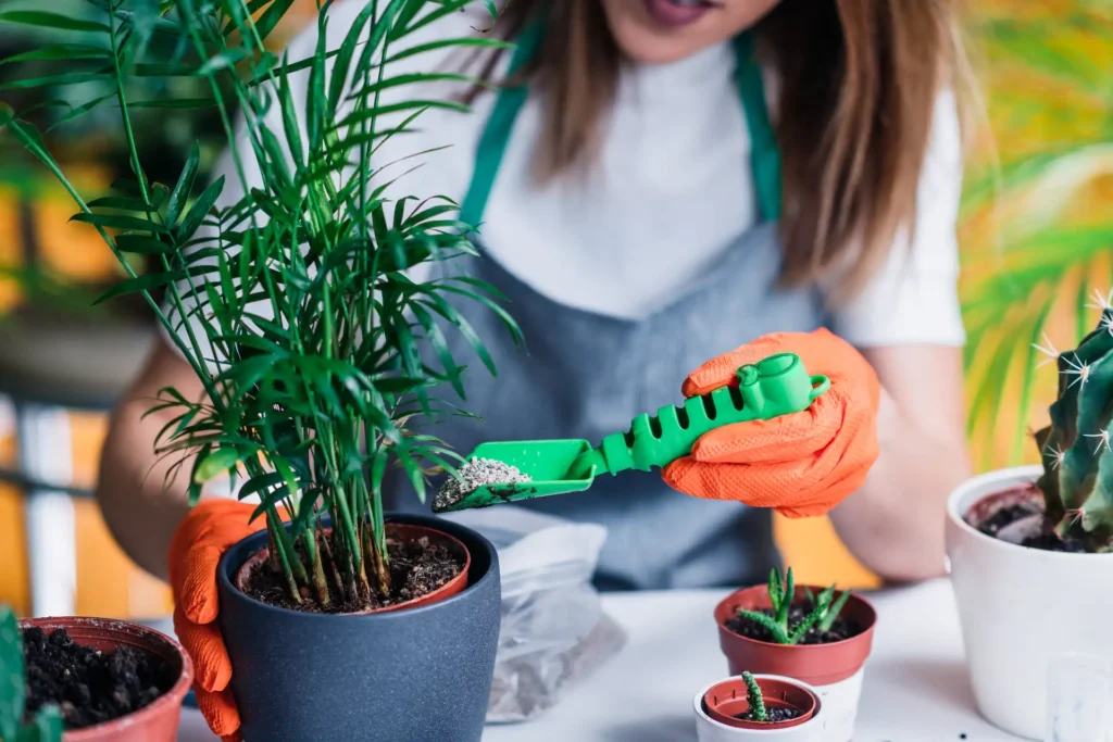 indoor plants maintenance in dubai